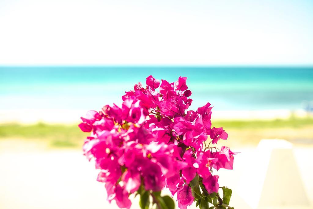 Bouganvillia Homes Nikiti  Dış mekan fotoğraf